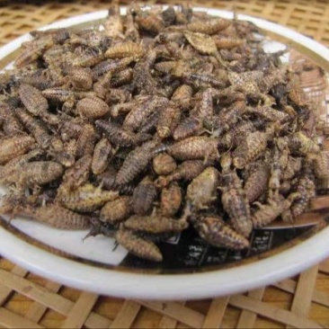 蚁狮,道地药材,质优价实,品质保证,药典标准一公斤起批