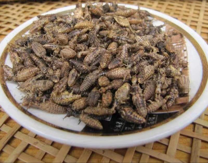 蚁狮，道地药材，质优价实，品质保证，药典标准一公斤起批