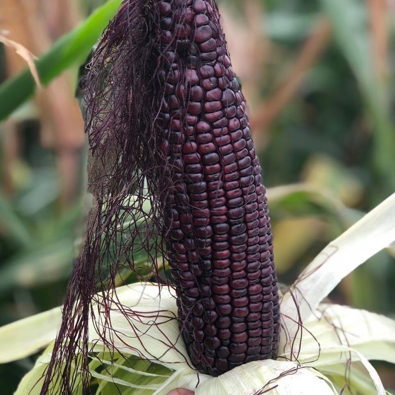 黑粘玉米种子黑甜玉米鲜食黑色水果玉米种籽蔬菜种子大田高产