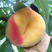 黄金蟠桃树苗产量高个头大易成活基地直供