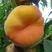 黄金蟠桃树苗产量高个头大易成活基地直供