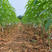 春雪桃树苗优质嫁接苗果大脆甜基地直供品种保证