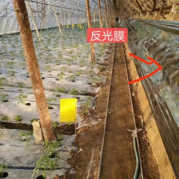 反光膜！！！！！！！！！