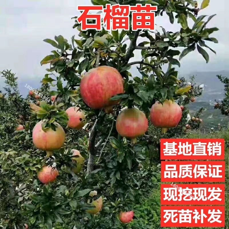 优质突尼斯软仔石榴苗盆栽地地栽现挖现发死苗补发包邮