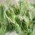 四川自贡豌豆苗碗豆尖千亩大量上市欢迎新老客户前来采购