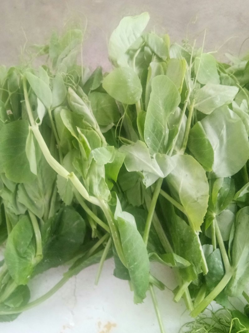 四川自贡豌豆苗碗豆尖千亩大量上市欢迎新老客户前来采购