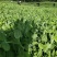 四川自贡豌豆苗碗豆尖千亩大量上市欢迎新老客户前来采购