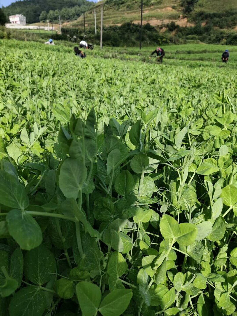 四川自贡豌豆苗碗豆尖千亩大量上市欢迎新老客户前来采购