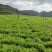 四川自贡豌豆苗碗豆尖千亩大量上市欢迎新老客户前来采购