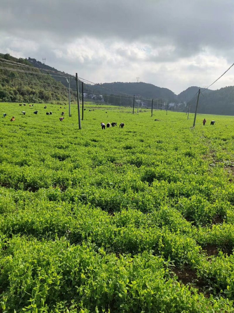 四川自贡豌豆苗碗豆尖千亩大量上市欢迎新老客户前来采购