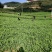 四川自贡豌豆苗碗豆尖千亩大量上市欢迎新老客户前来采购