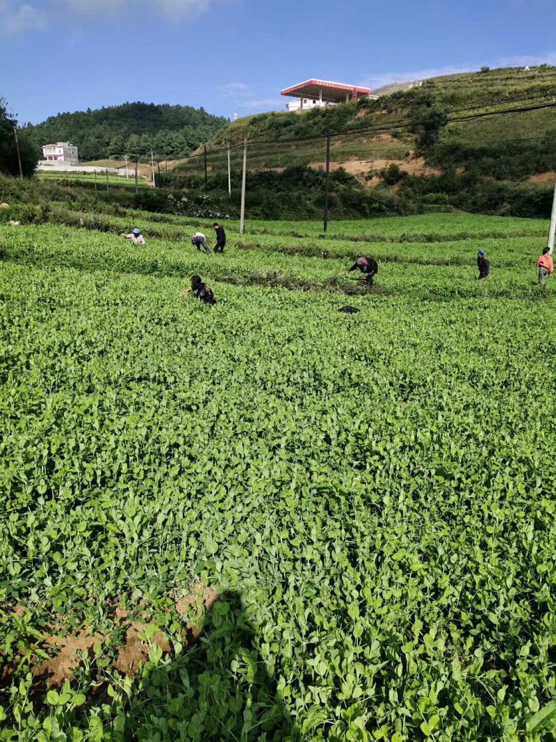 四川自贡豌豆苗碗豆尖千亩大量上市欢迎新老客户前来采购