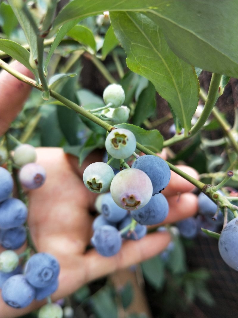 蓝莓鲜果就是大果园漂亮