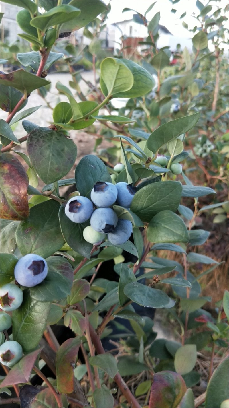 蓝莓鲜果就是大果园漂亮
