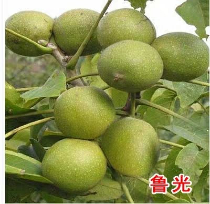 优质核桃苗（8518/碧根果，香玲，红仁）基地直发包邮