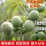 优质核桃苗（8518/碧根果，香玲，红仁）基地直发包邮