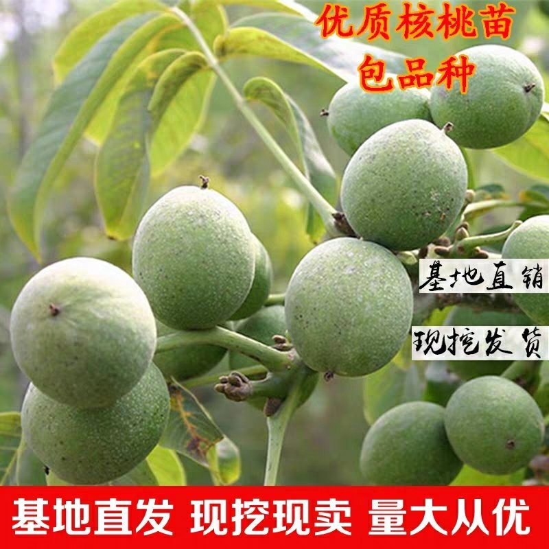 优质核桃苗（8518/碧根果，香玲，红仁）基地直发包邮