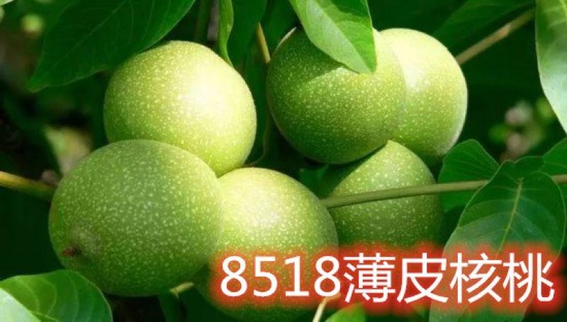 8518薄皮核桃树苗真品种高产量南北方种植成活率高