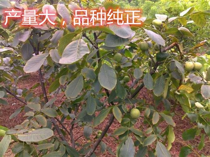 8518薄皮核桃树苗真品种高产量南北方种植成活率高