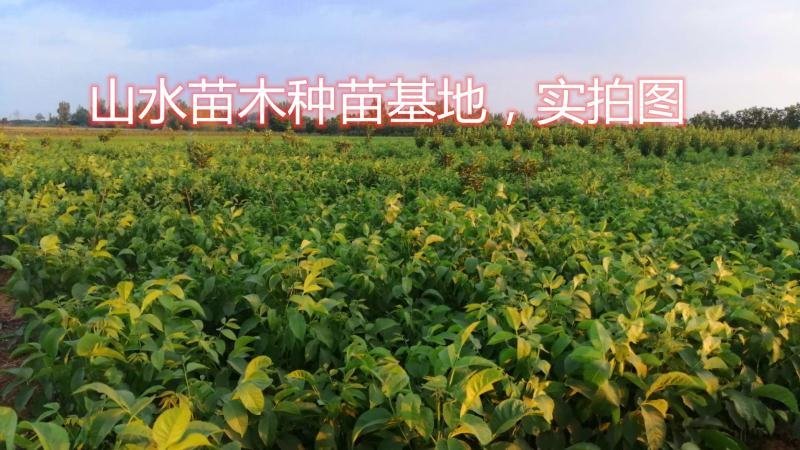 8518薄皮核桃树苗真品种高产量南北方种植成活率高