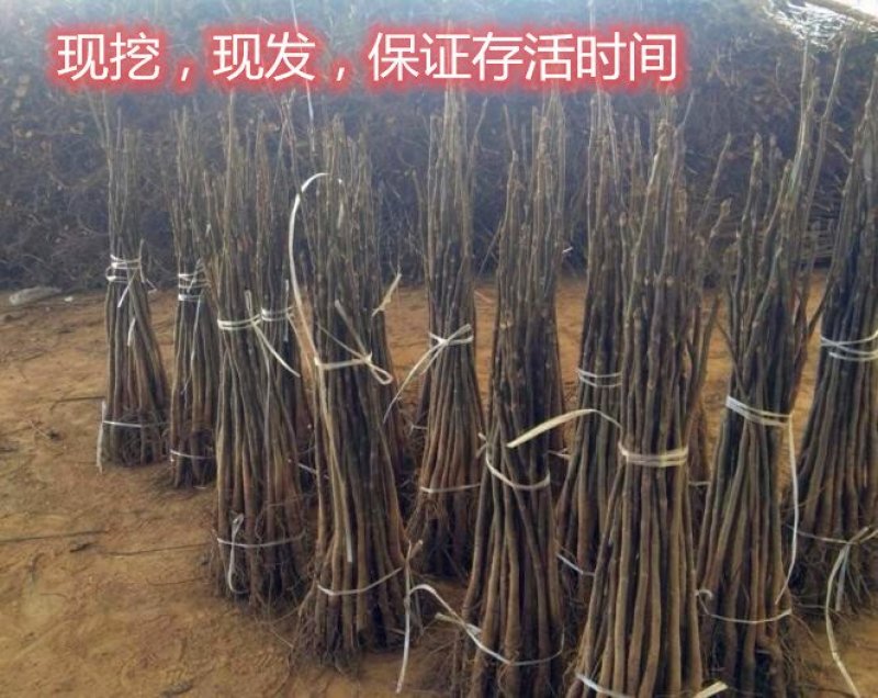 8518薄皮核桃树苗真品种高产量南北方种植成活率高