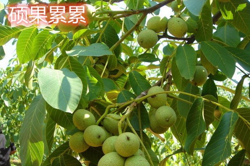 8518薄皮核桃树苗真品种高产量南北方种植成活率高