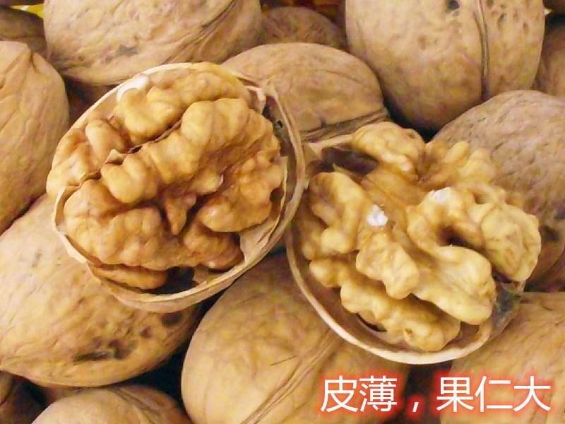 8518薄皮核桃树苗真品种高产量南北方种植成活率高