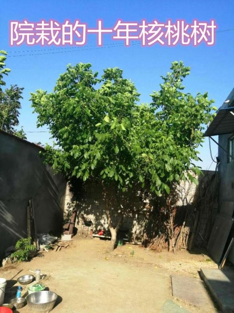 8518薄皮核桃树苗真品种高产量南北方种植成活率高