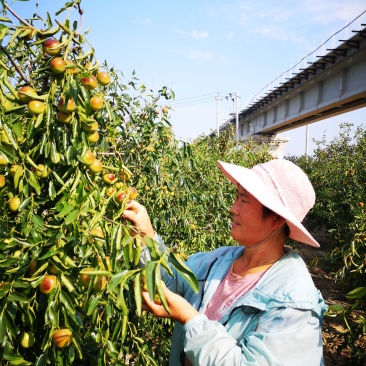 山东沾化冬枣基地大量批发鲜冬枣现摘现发诚招全国客商洽谈