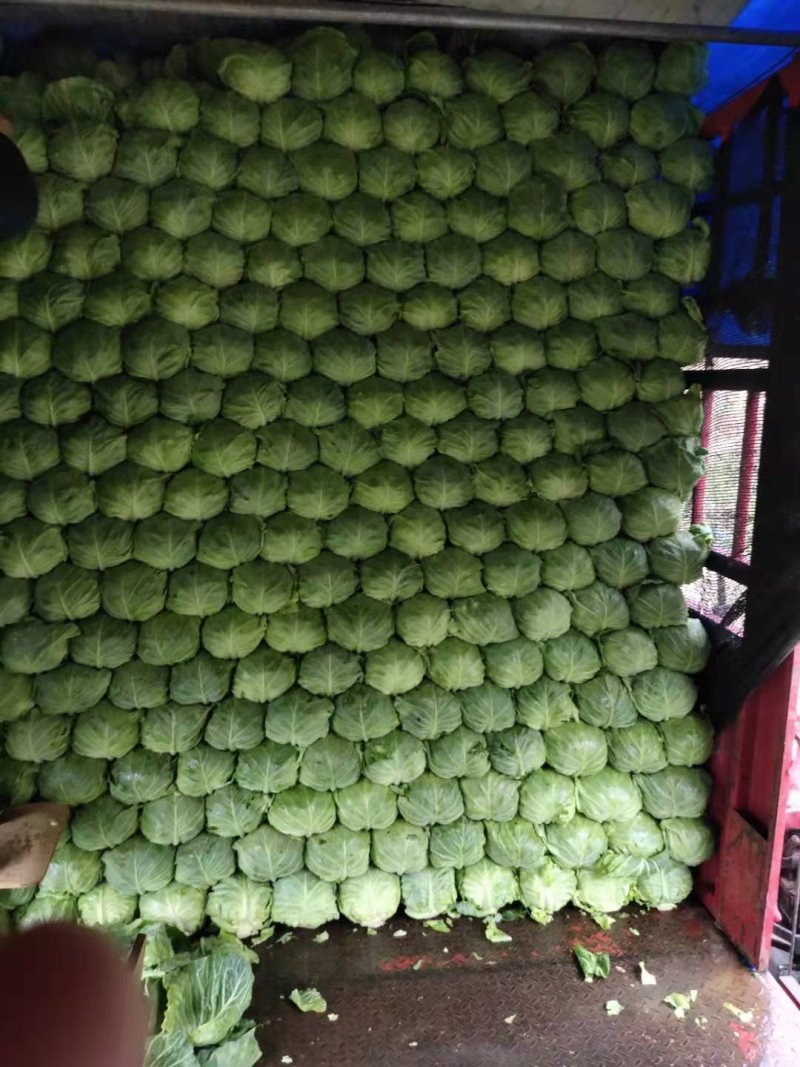 精品宣甘蓝颜色好菜宣！