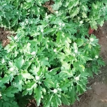 观赏菊