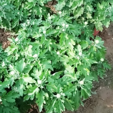 观赏菊
