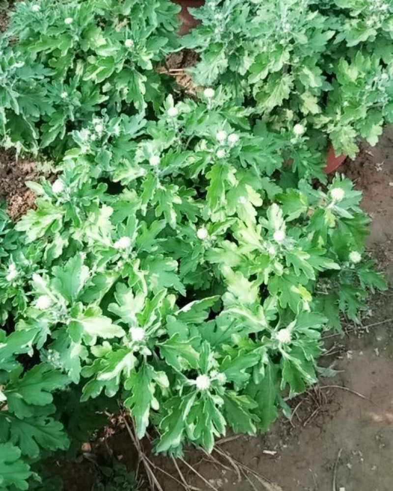 观赏菊