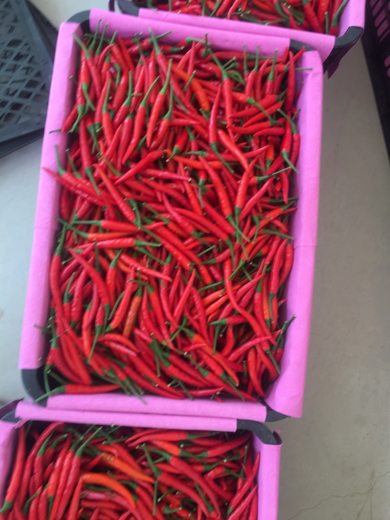 元谋精品小米椒（颜色好，硬度强）