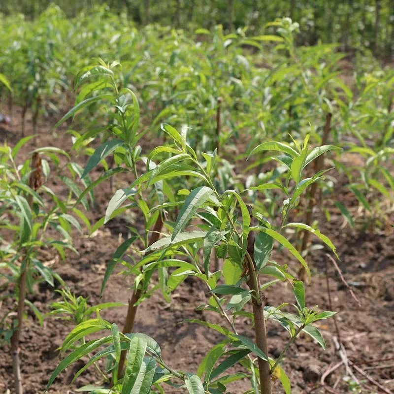 【基地直发】优质桃树苗血桃苗现挖现发量大优惠保证品种