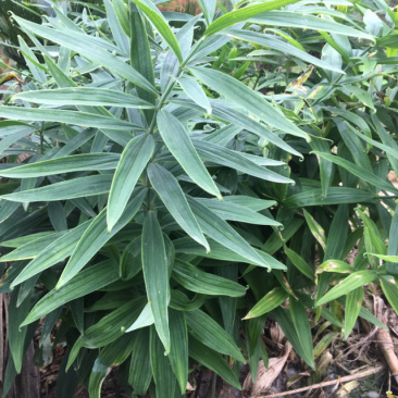 黄精
