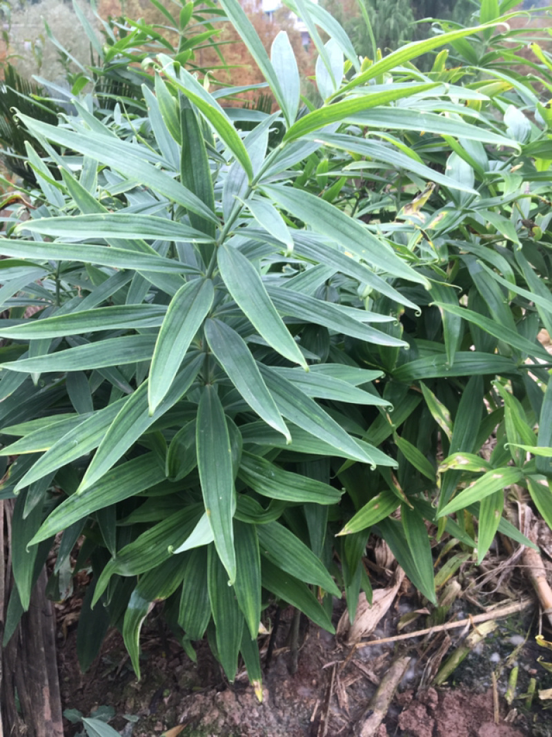 黄精