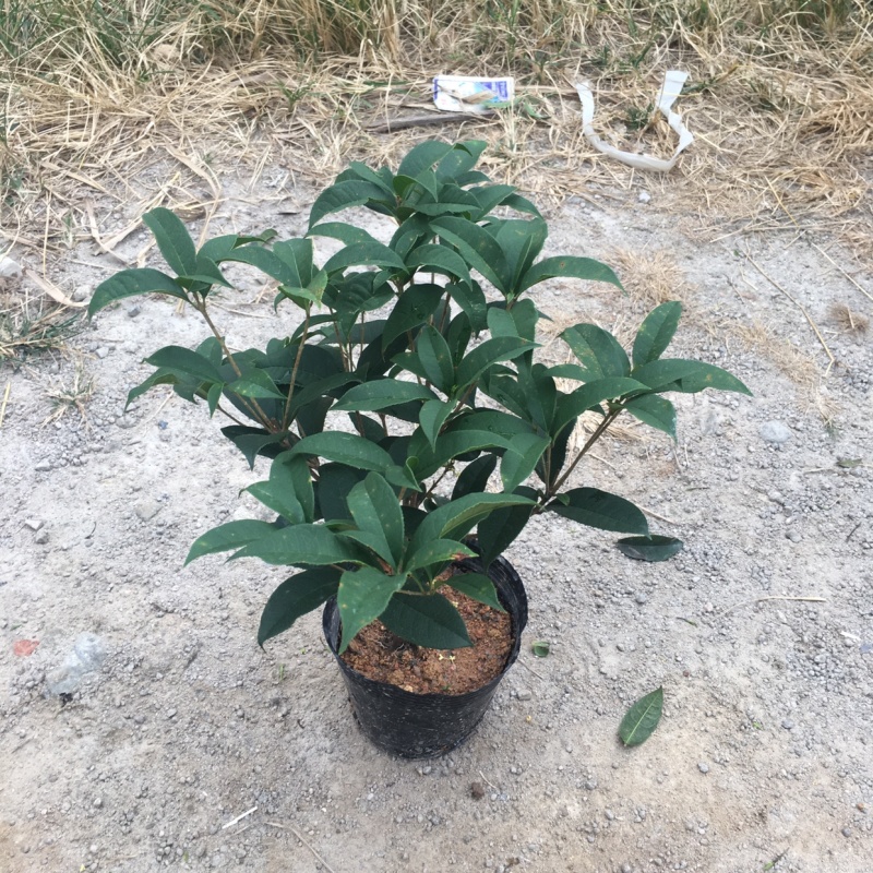 桂花四季桂大量上市产地直销一件起批全国物流发货