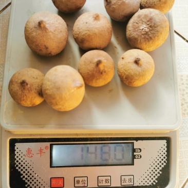 蒜头果种子