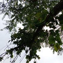 广西河池本地野生香椿芽树寄生