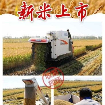 正宗东北大米五常稻花香农民自产，产地直发包邮
