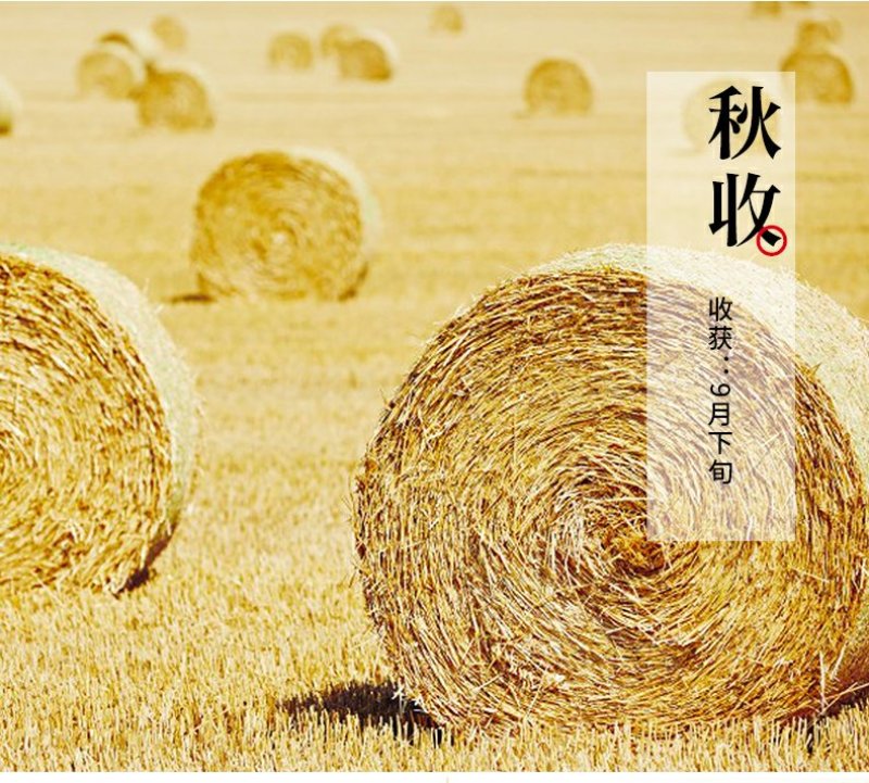 东北大米东北大米东北大米