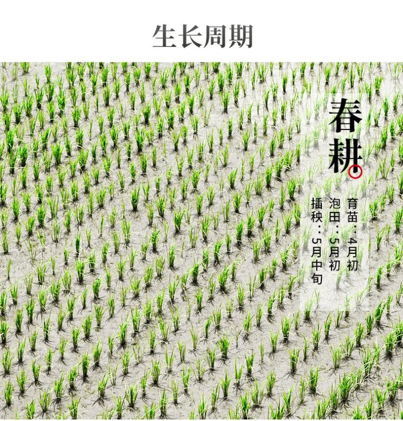 东北大米东北大米东北大米