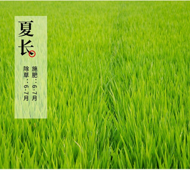 东北大米东北大米东北大米