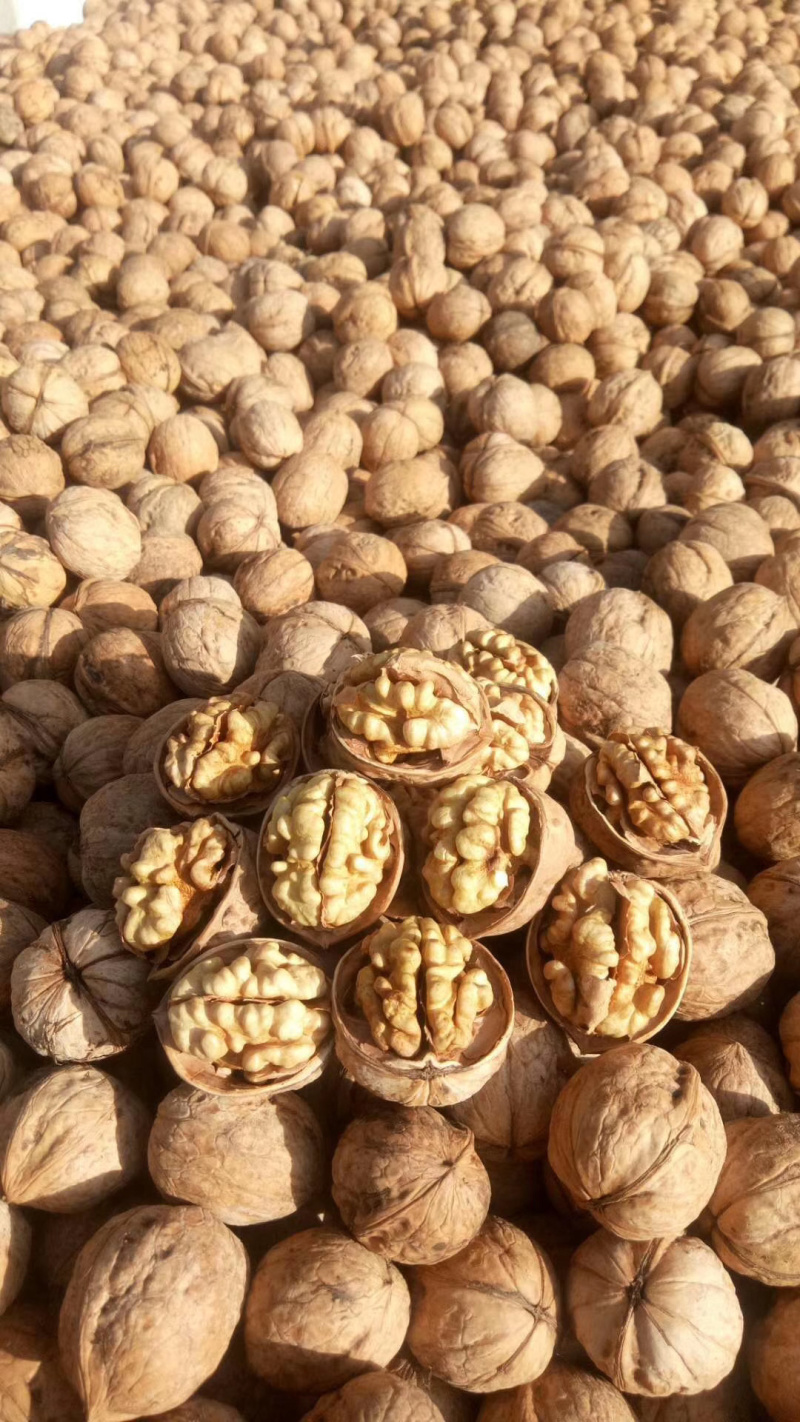 薄皮核桃纸皮核桃烤核桃熟核桃炒核桃真实报价诚信经营
