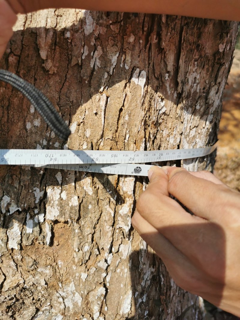 53公分小叶三角枫