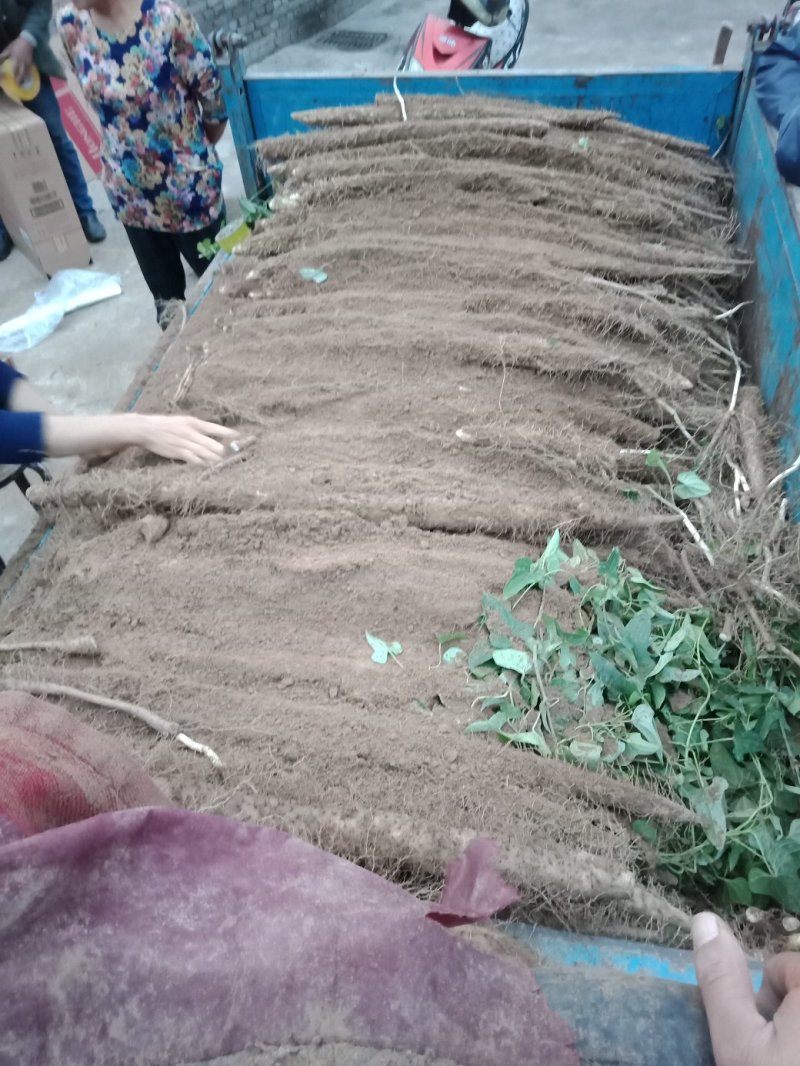 2019新麻山药