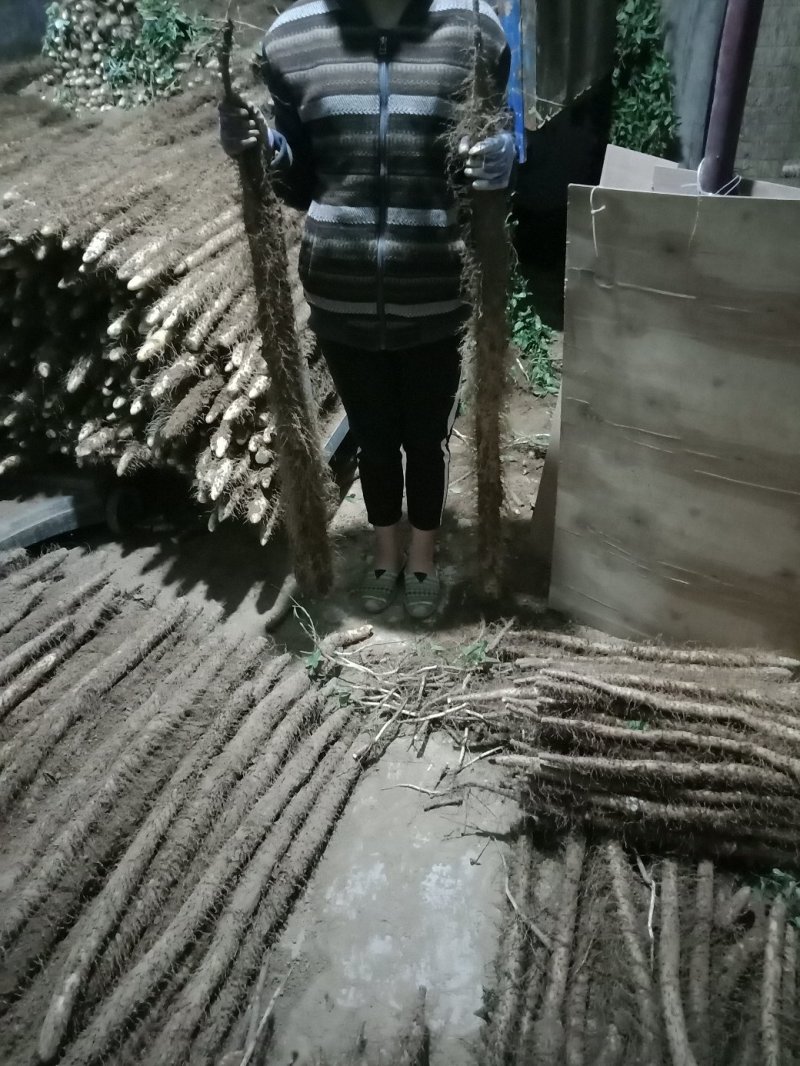 2019新麻山药