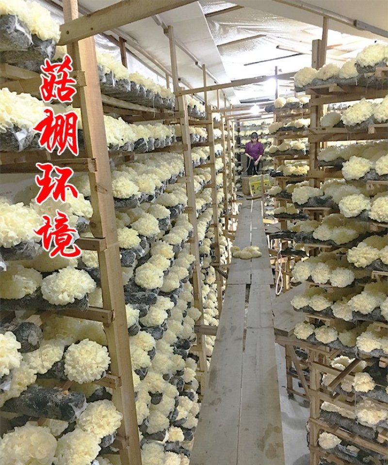 250g丑耳福建古田银耳白木耳干丑耳黄金耳包邮