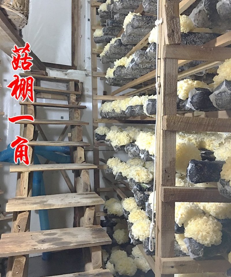 250g丑耳福建古田银耳白木耳干丑耳黄金耳包邮